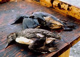 Birds killed by Exxon Valdez